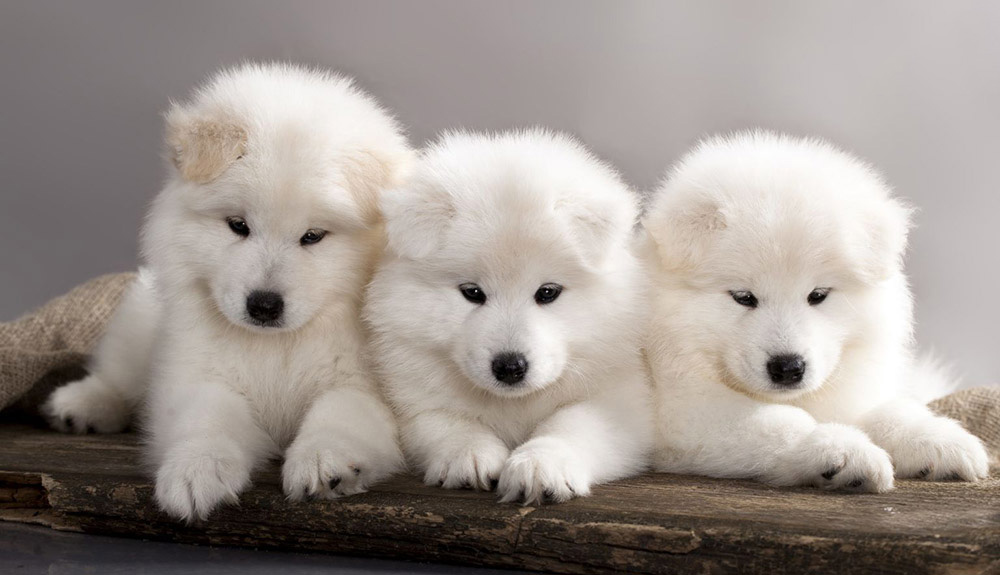 Cách mua/nhận nuôi một chú chó Samoyed