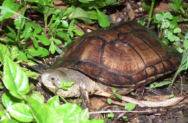 Rùa Câm (Mauremys mutica): Hướng Dẫn Chăm Sóc Chi Tiết