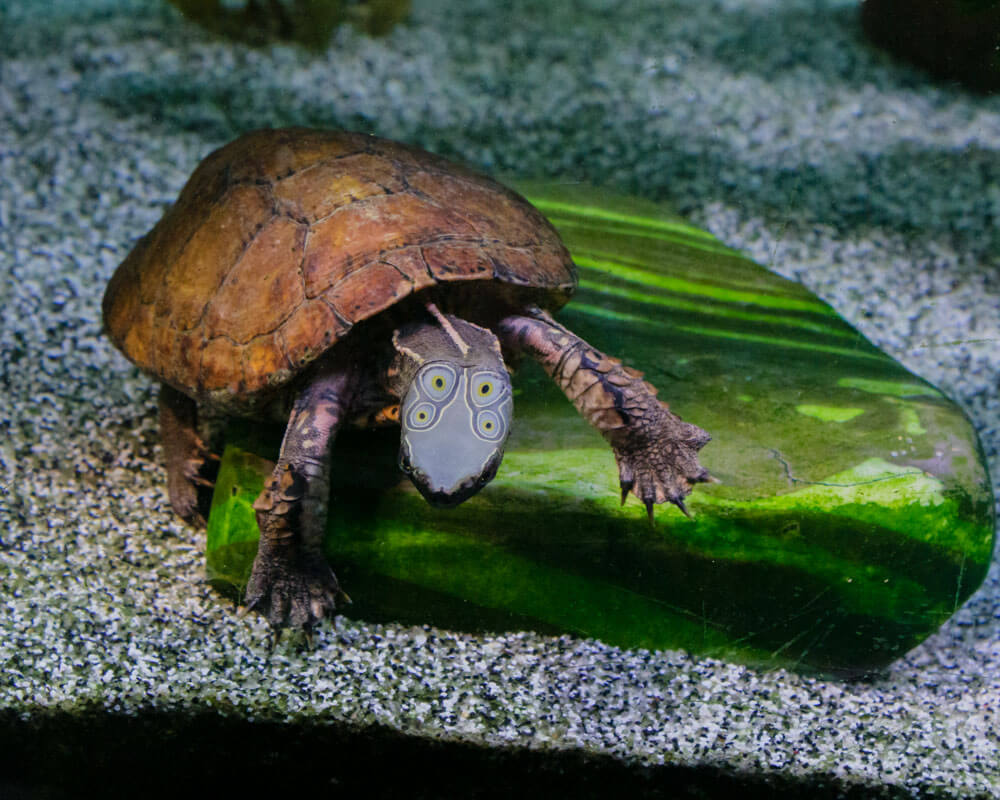 Thông tin chung Rùa bốn mắt (Sacalia quadriocellata)