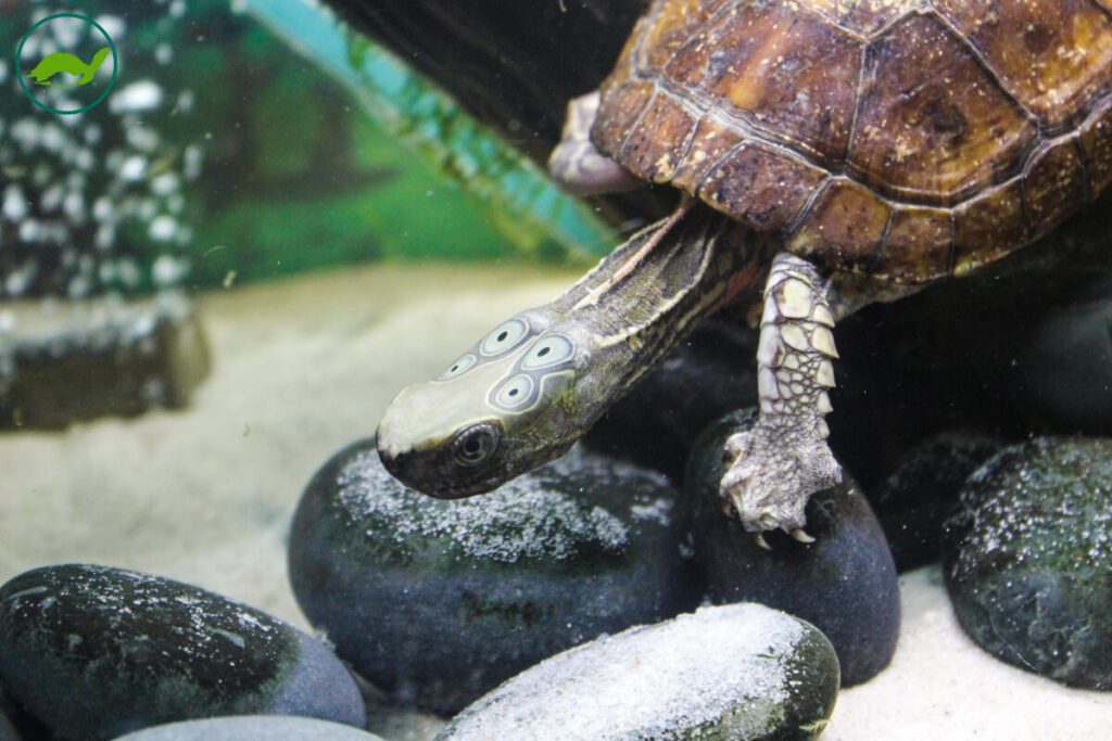 Môi trường sống và bể chứa: