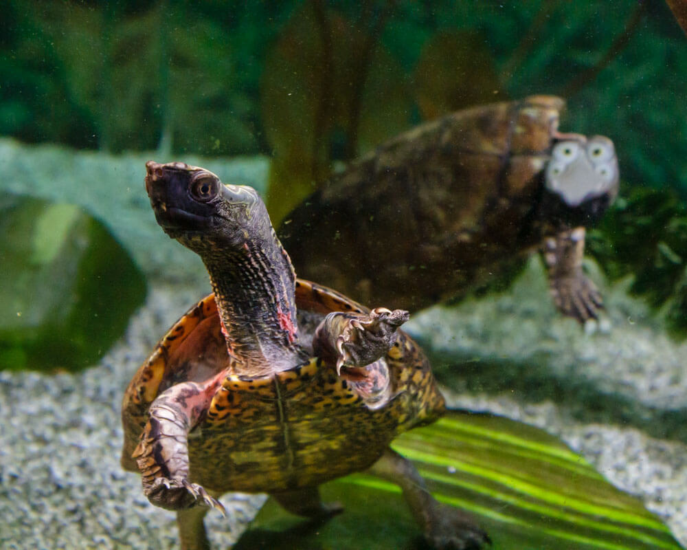 Những lưu ý đặc biệt về giống: