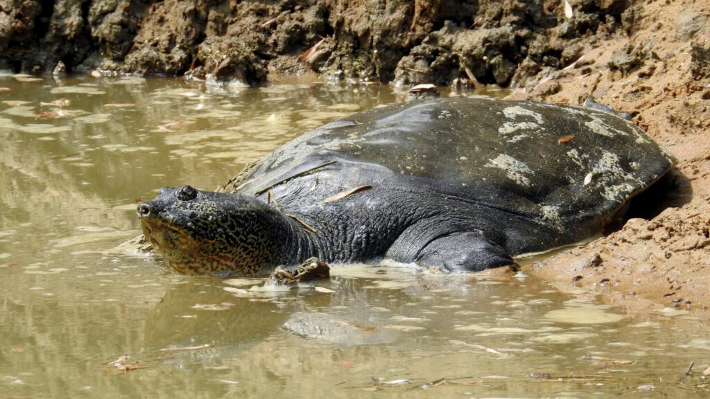Giới thiệu Giải Sin-hoe (Rafetus swinhoei)
