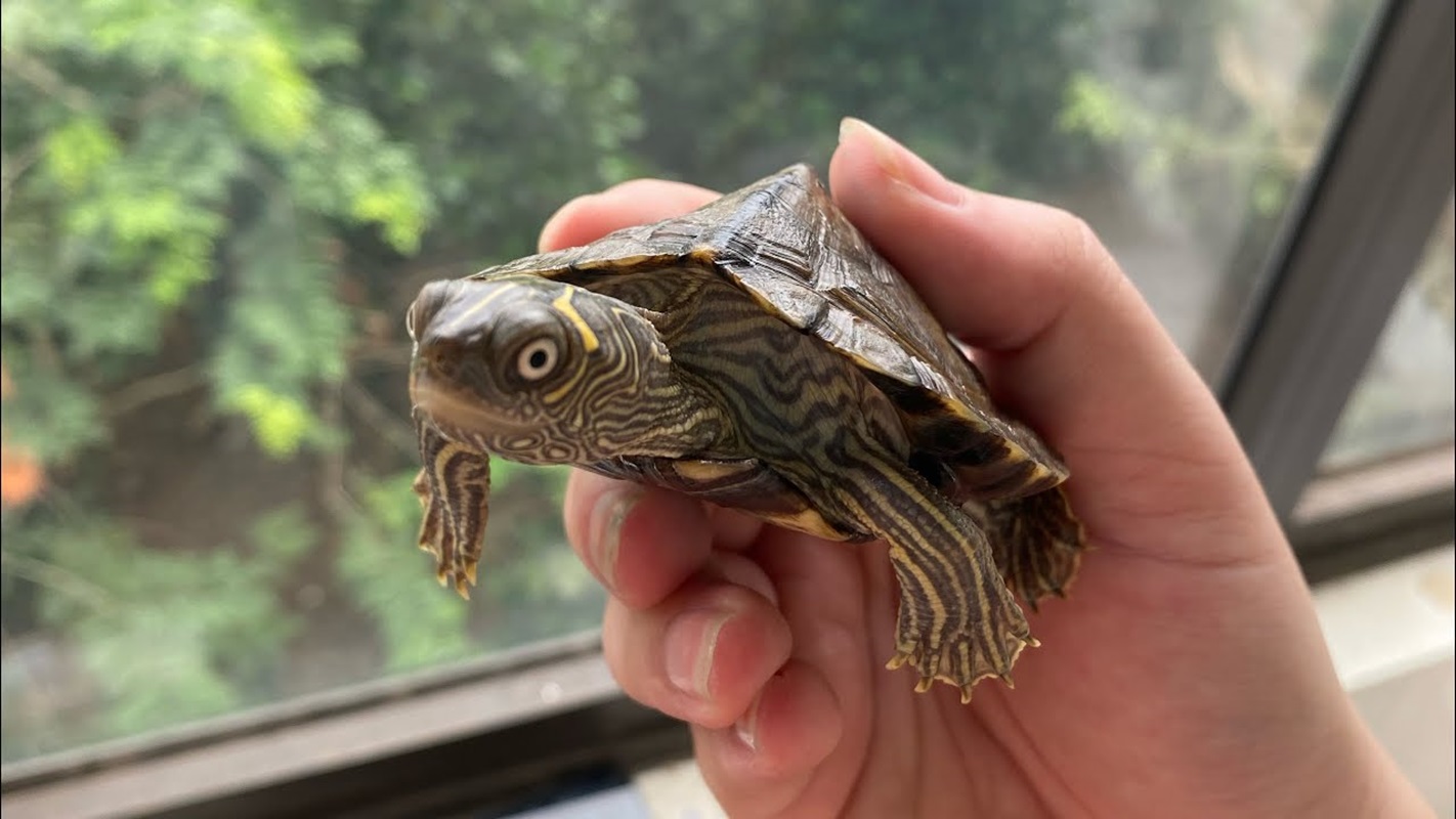 Rùa Bản Đồ - Map Turtle: Hướng Dẫn Chăm Sóc Toàn Diện